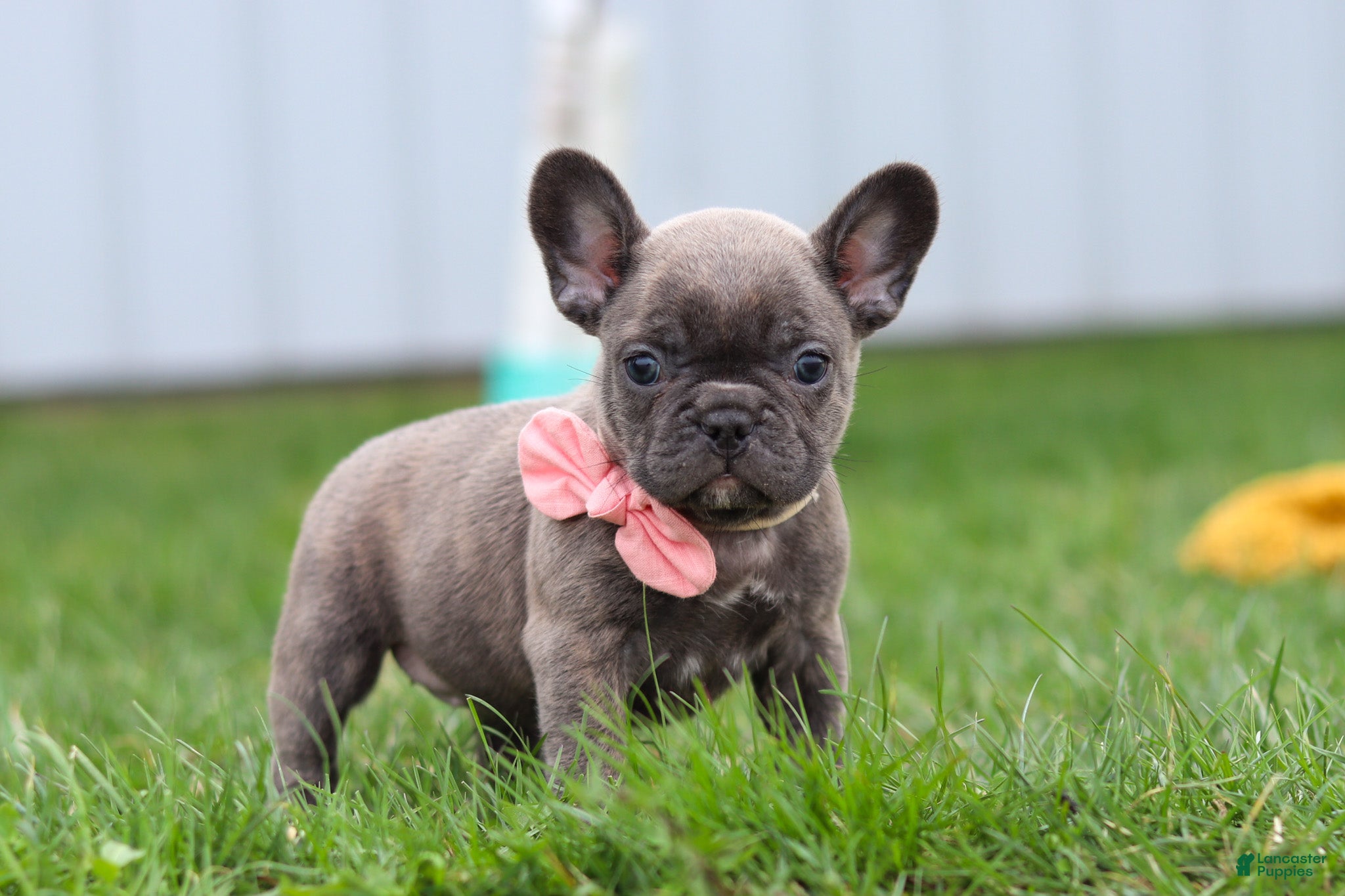 French Bulldog dogs Lucy - Ad 1