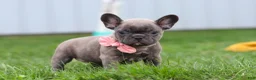 French Bulldog dogs for sale: Lucy - Ad 1