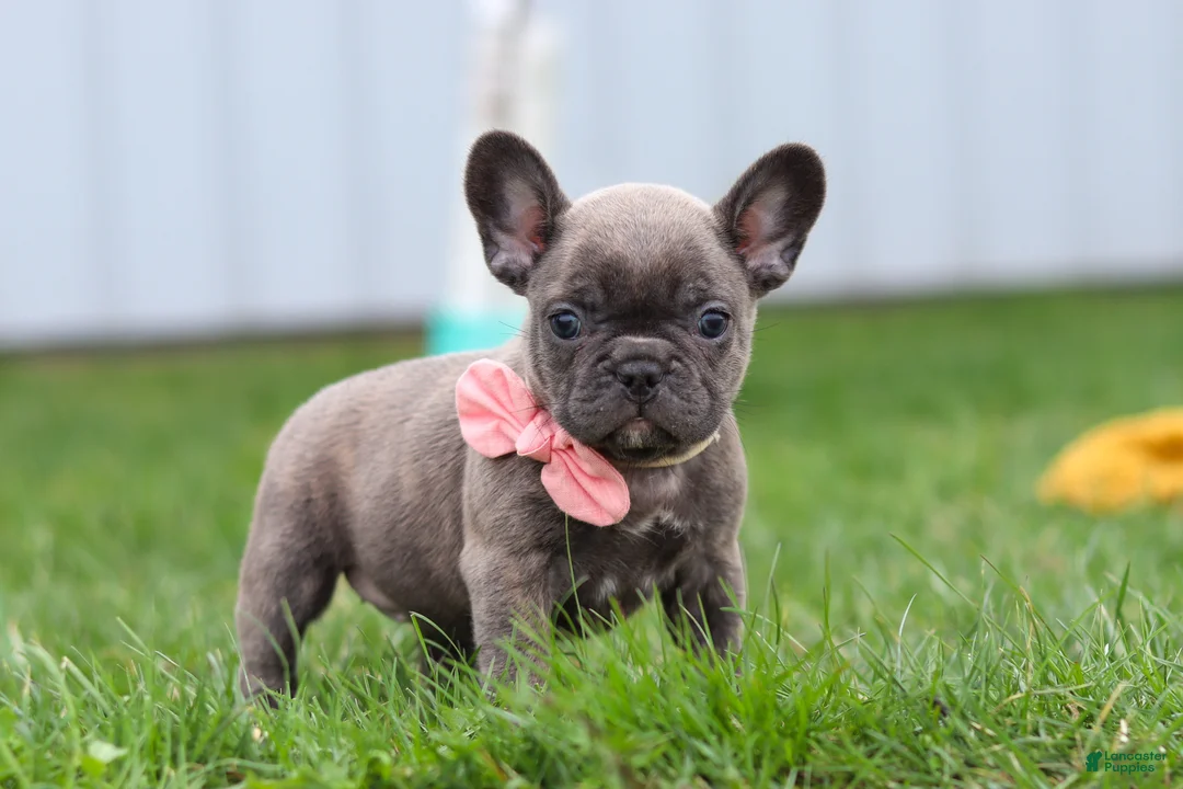 French Bulldog dogs for sale: Lucy - Ad 1