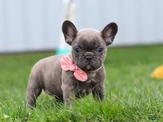 French Bulldog dogs for sale: Lucy - Ad 2