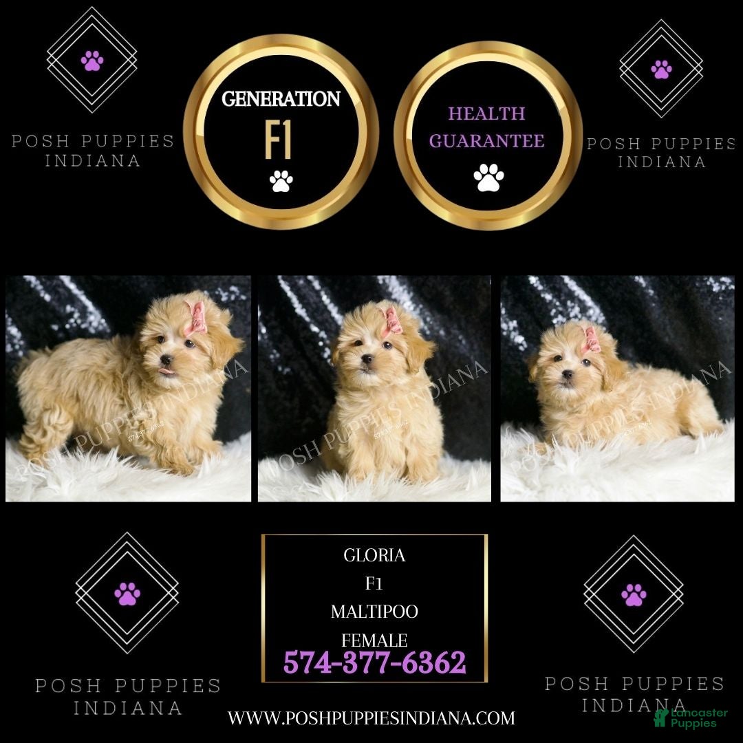 Maltipoo dogs for sale: Gloria - Ad 2