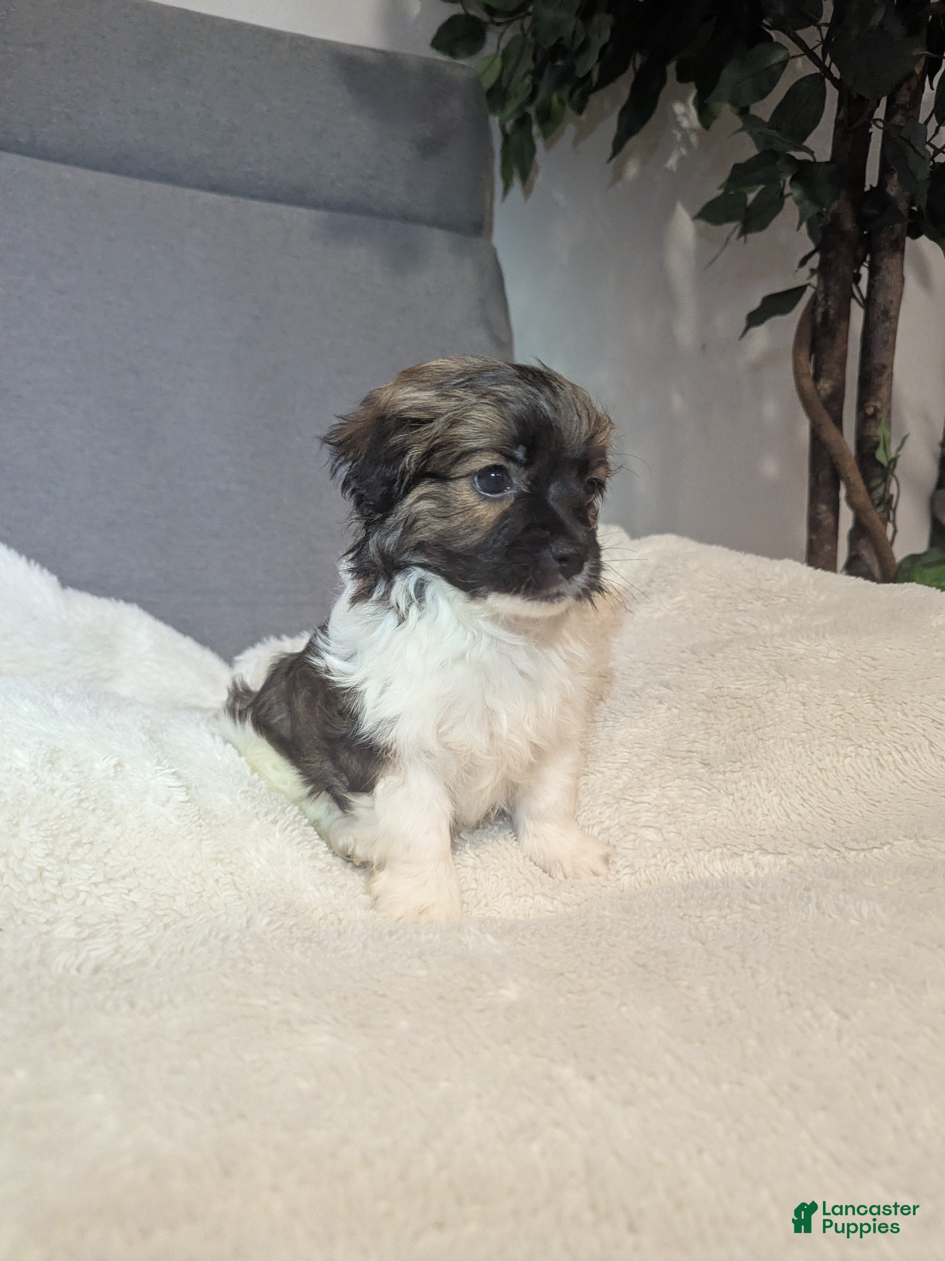 Havanese dogs Buddy (short haired) - Ad 2