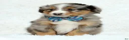 Australian Shepherd dogs for sale: Kayce - Ad 2