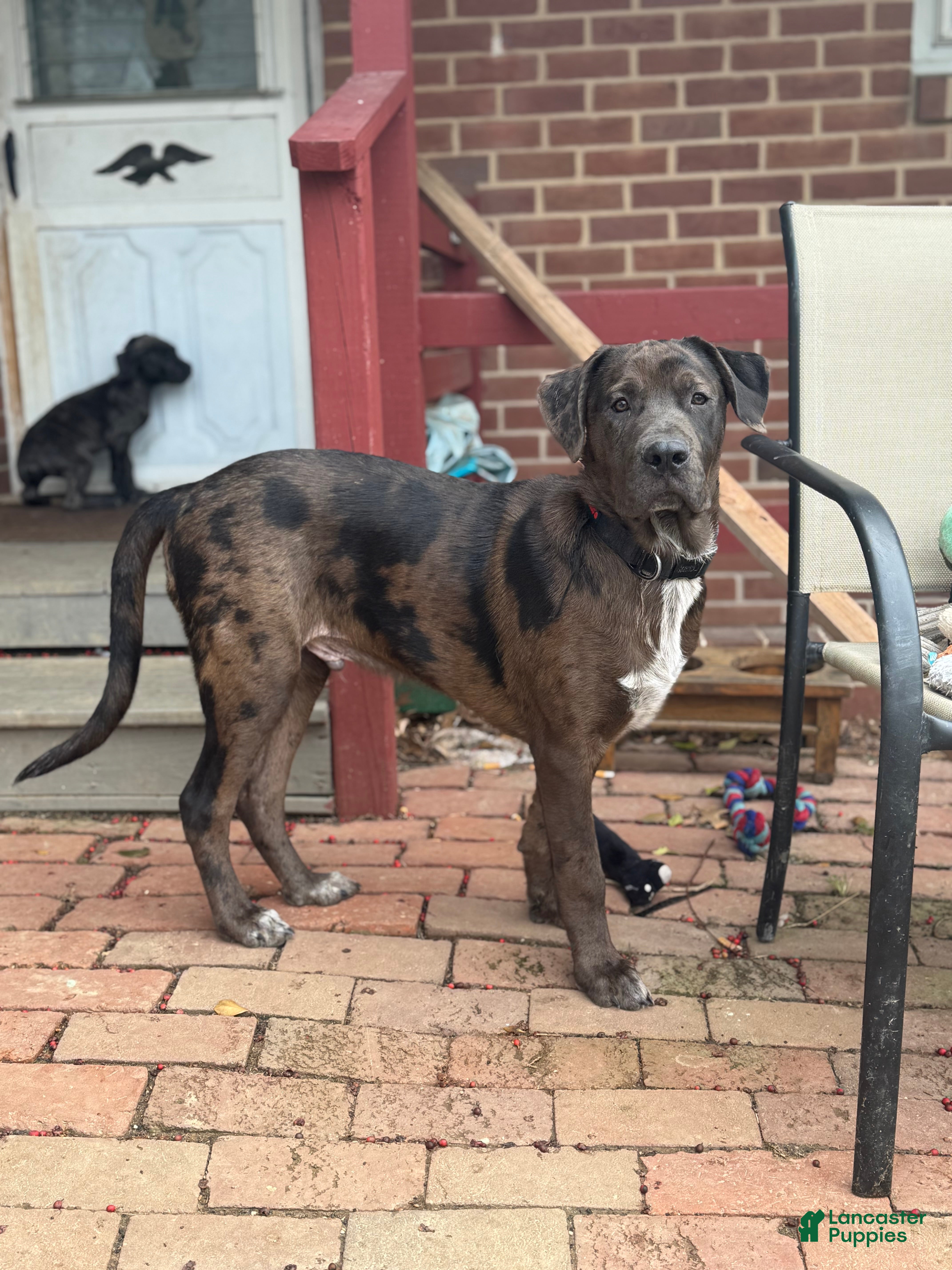 Mixed Breed dogs Kilo - Ad 2