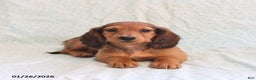 Miniature Dachshund dogs for sale: Jason - Ad 5