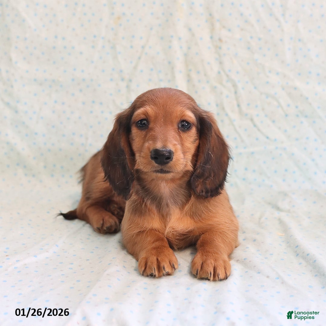 Miniature Dachshund dogs for sale: Jason - Ad 5