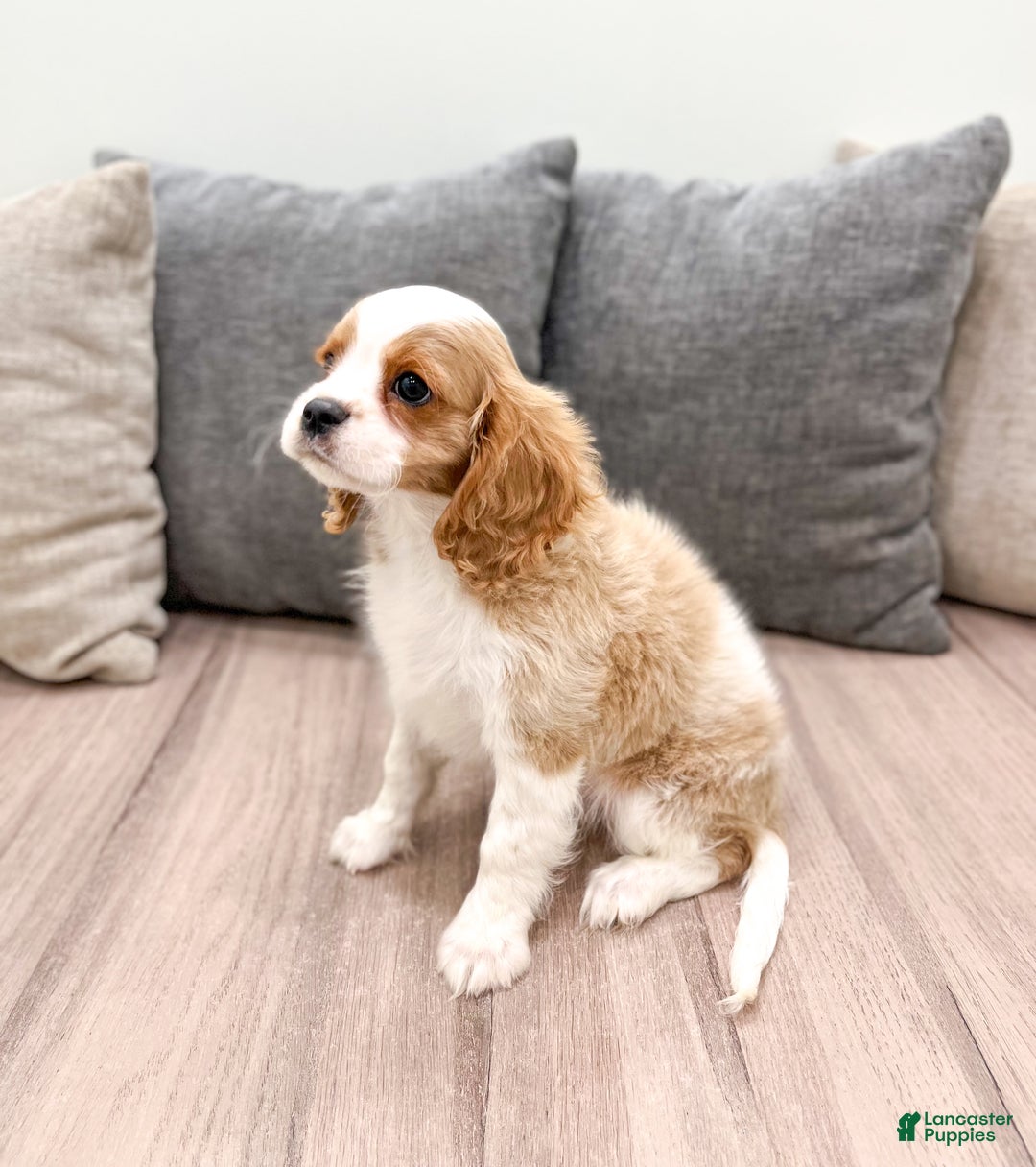 Cavalier King Charles Spaniel dogs for sale: Leo - Ad 4