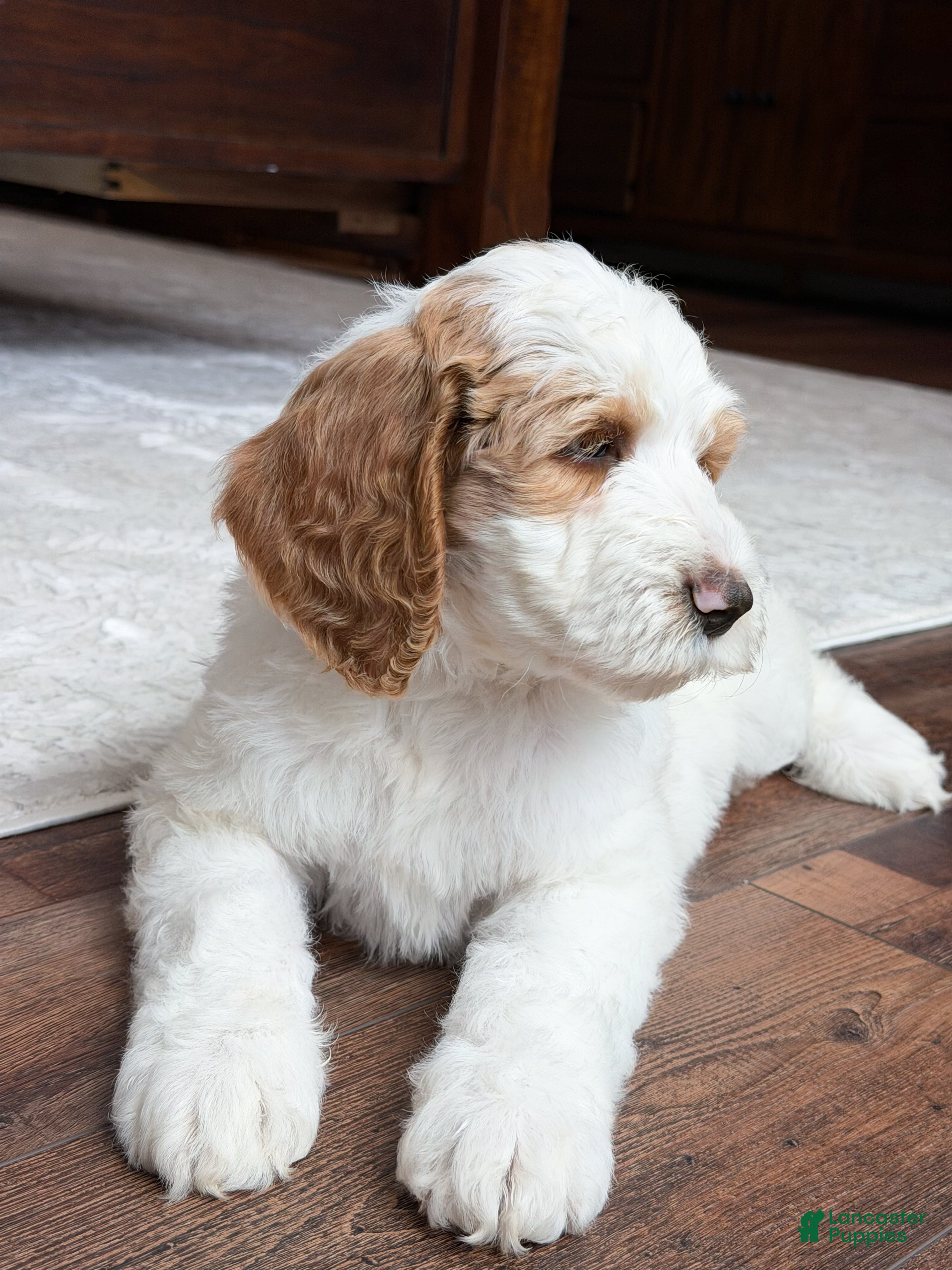 Goldendoodle dogs Knox - Ad 2