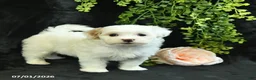 Maltipoo dogs for sale: Hannah  - Ad 4