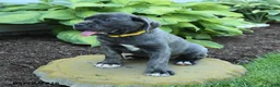 Cane Corso dogs for sale: Kathy - Ad 2