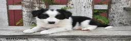 Border Collie dogs for sale: Dori - Ad 4
