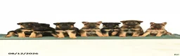 German Shepherd dogs for sale: Gus - Ad 5