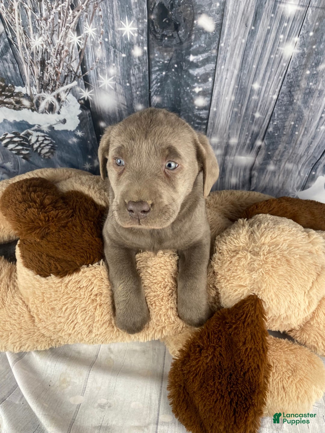 Labrador Retriever dogs for sale: Abby - Ad 2
