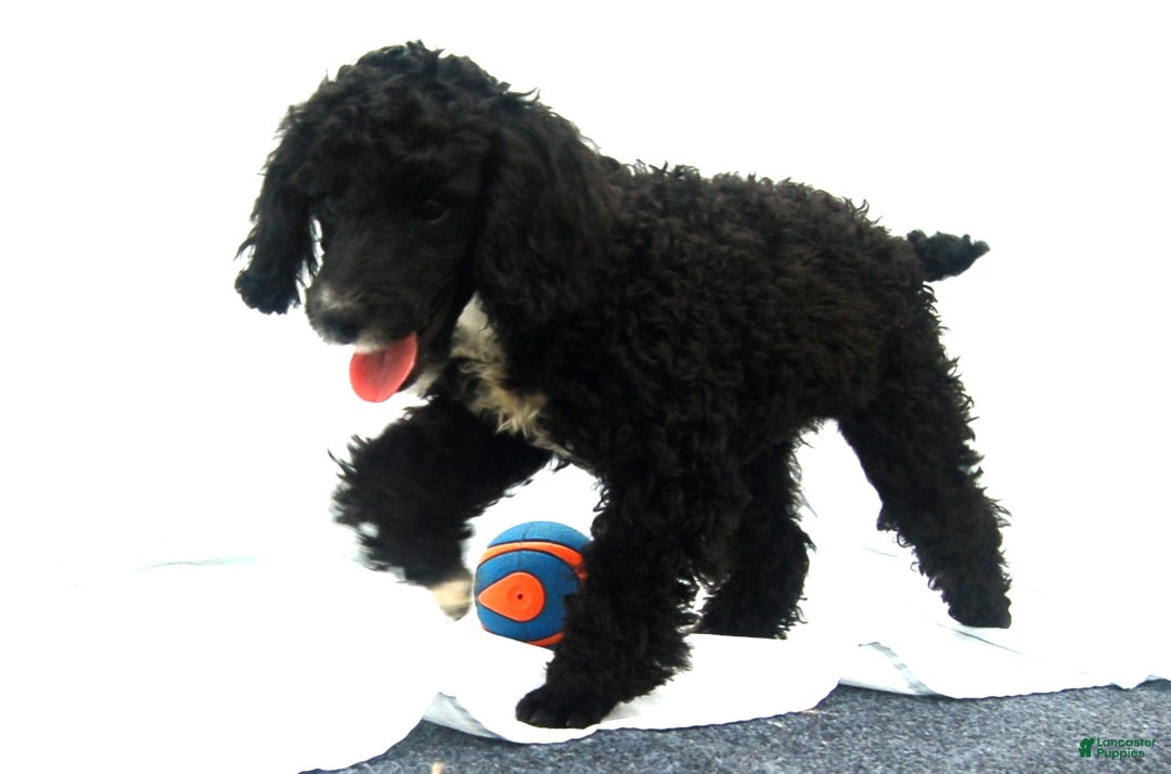 Miniature Poodle dogs for sale: Miniature Poodle Puppy 3 Blondie  - Ad 2