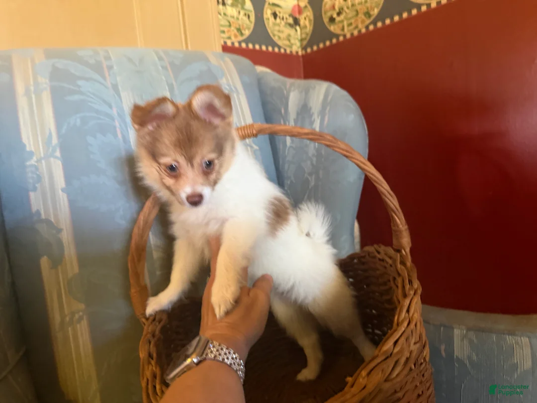 Mixed Breed dogs for sale: Cookie’s Girl “Ginger” - Ad 2