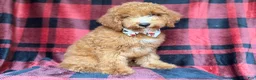 Cockapoo dogs for sale: Peter - Ad 7