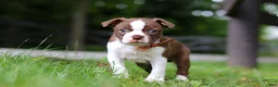 Boston Terrier dogs for sale: Champ - Ad 4
