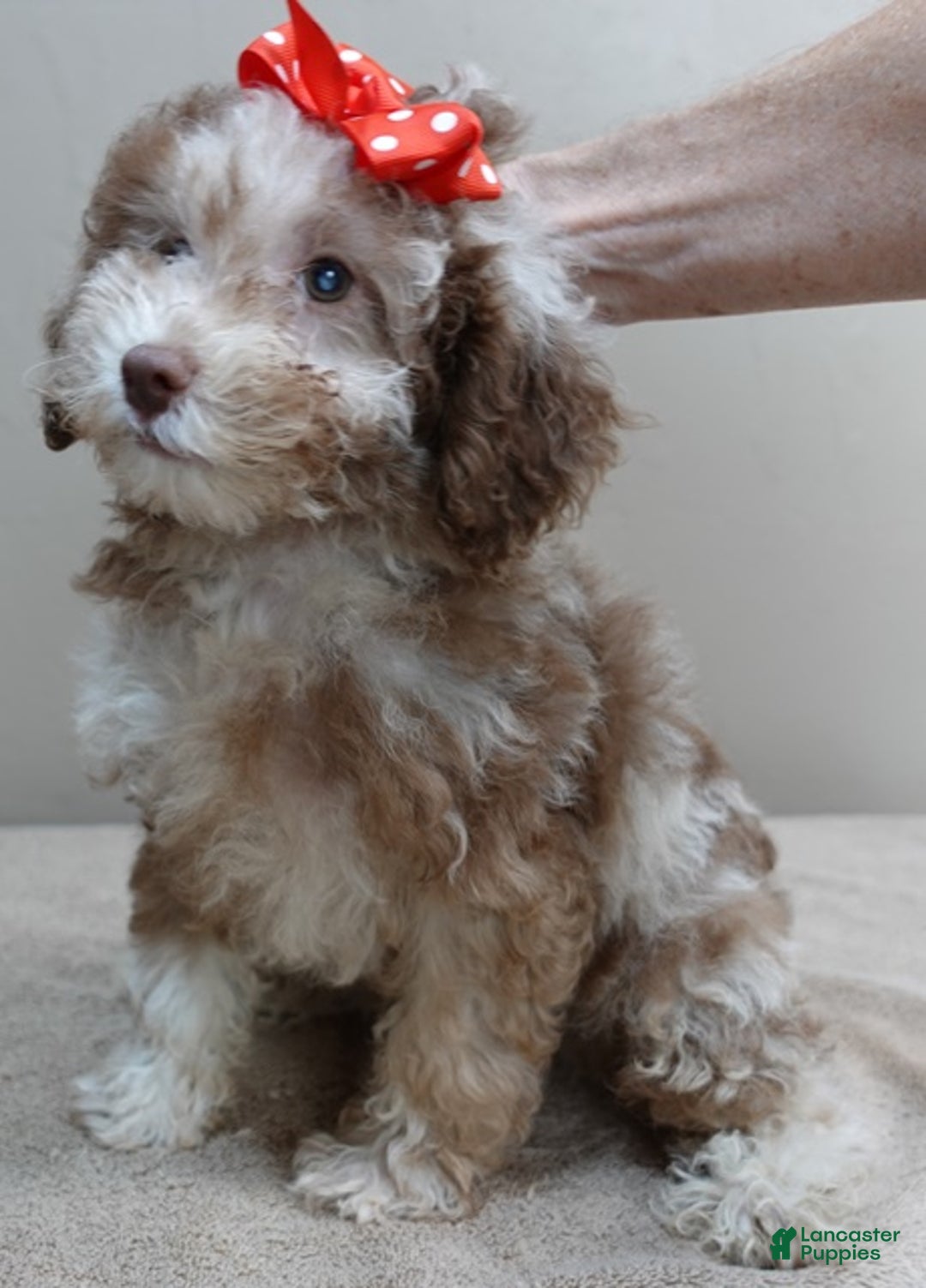 Toy Poodle dogs for sale: iven neutered 12/9/25 - Ad 6