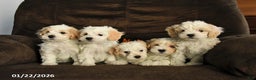 Maltipoo dogs for sale: Molly - Ad 3