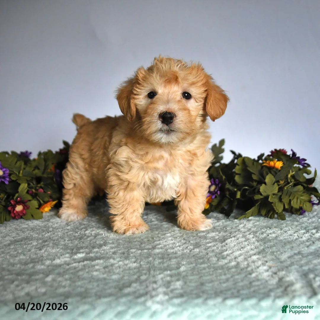 Mixed Breed dogs for sale: Patrick - Ad 1
