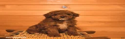 Mini Goldendoodle dogs for sale: Ranger  - Ad 2