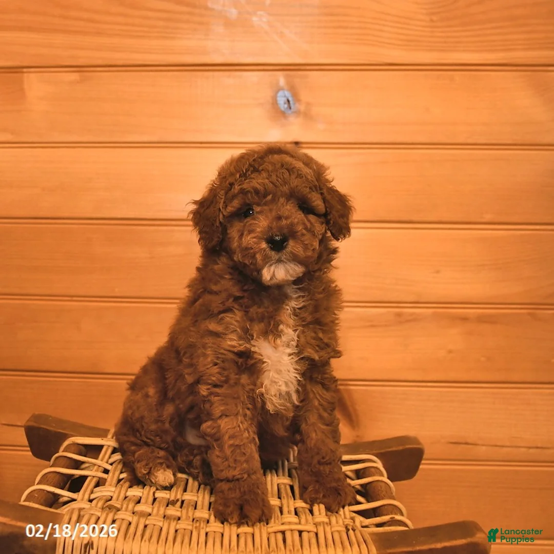 Mini Goldendoodle dogs for sale: Ranger  - Ad 2