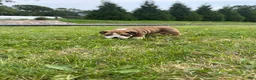 English Bulldog dogs for sale: Becca - Ad 11