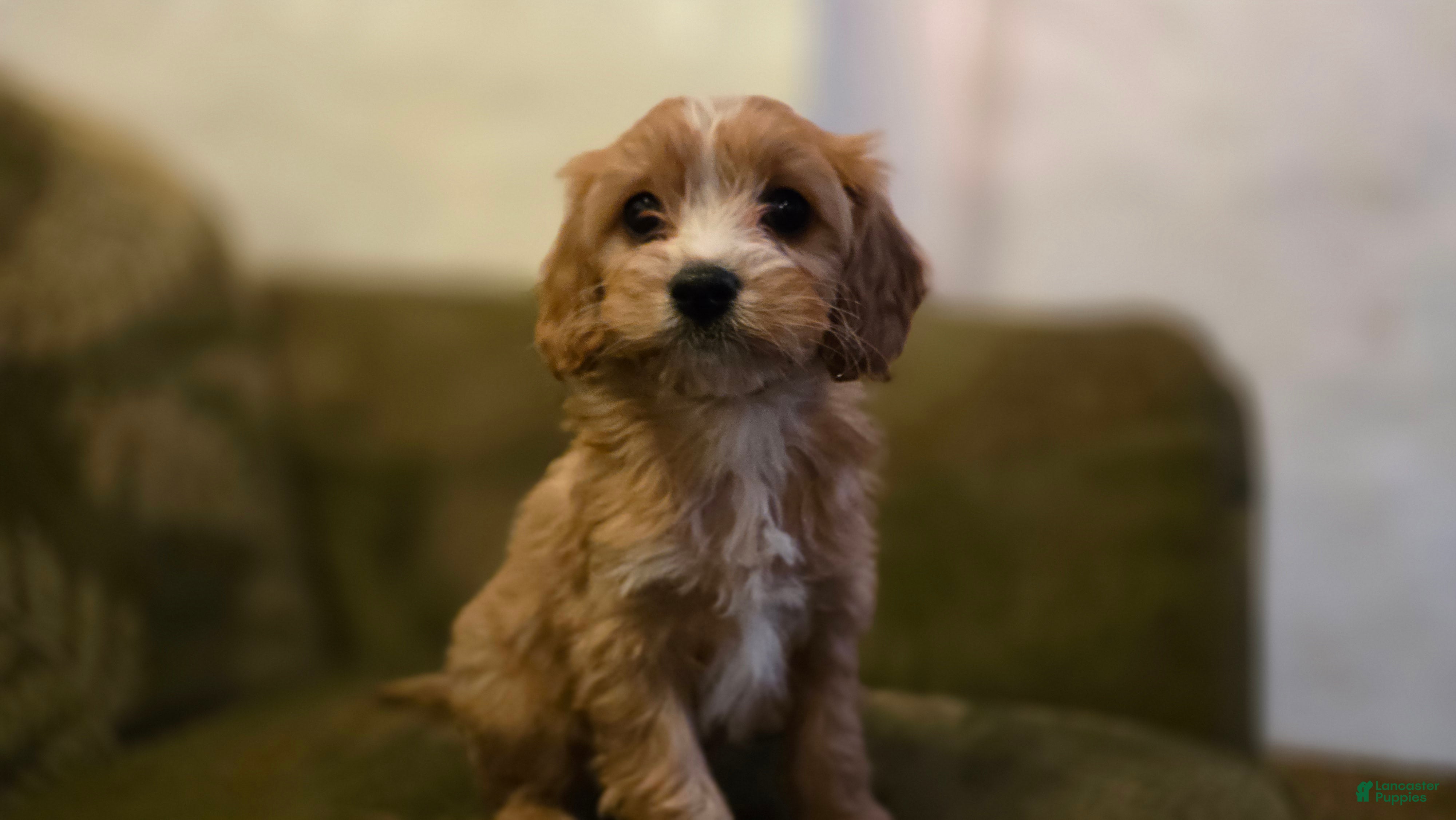 Cavapoo dogs Willow - Ad 7