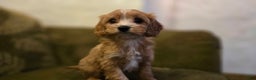 Cavapoo dogs for sale: Willow - Ad 1