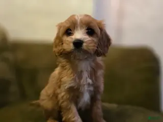 Cavapoo dogs Willow - Ad 11