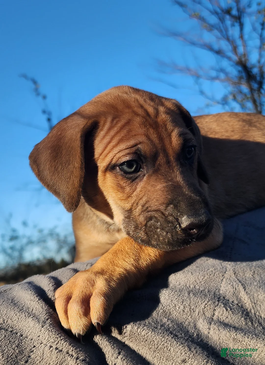 Catahoula Leopard Dog dogs for sale: Tala 2025 Female 2 - Ad 11