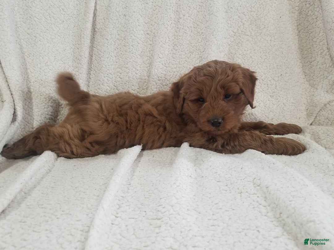 Mini Goldendoodle dogs for sale: Mini Goldendoodle Puppy 1 - Ad 6