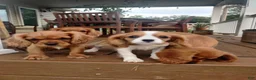 Cavapoo dogs for sale: Littlefoot - Ad 8
