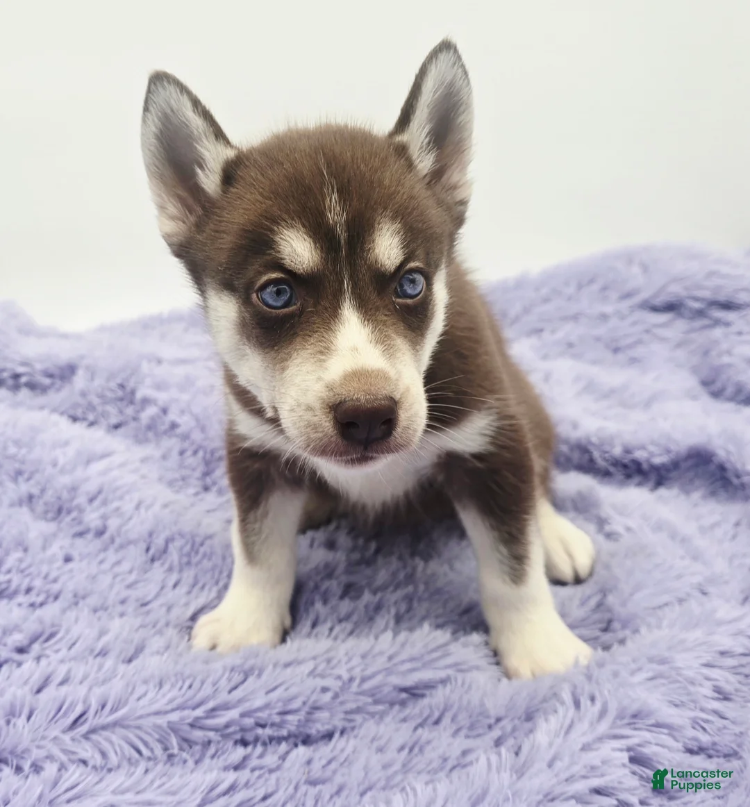 Siberian Husky dogs for sale: Chelsy - Ad 2