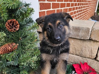 German Shepherd dogs Axel - Ad 20