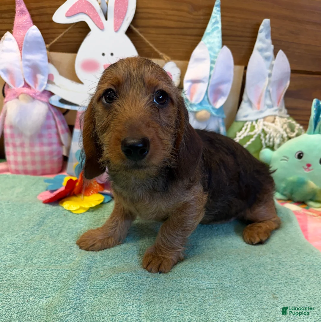 Dachshund dogs for sale: Lucky - Ad 3