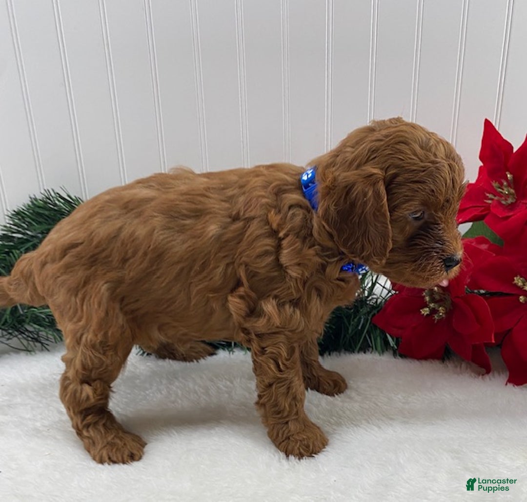 Cavapoo dogs for sale: Scout - Ad 3