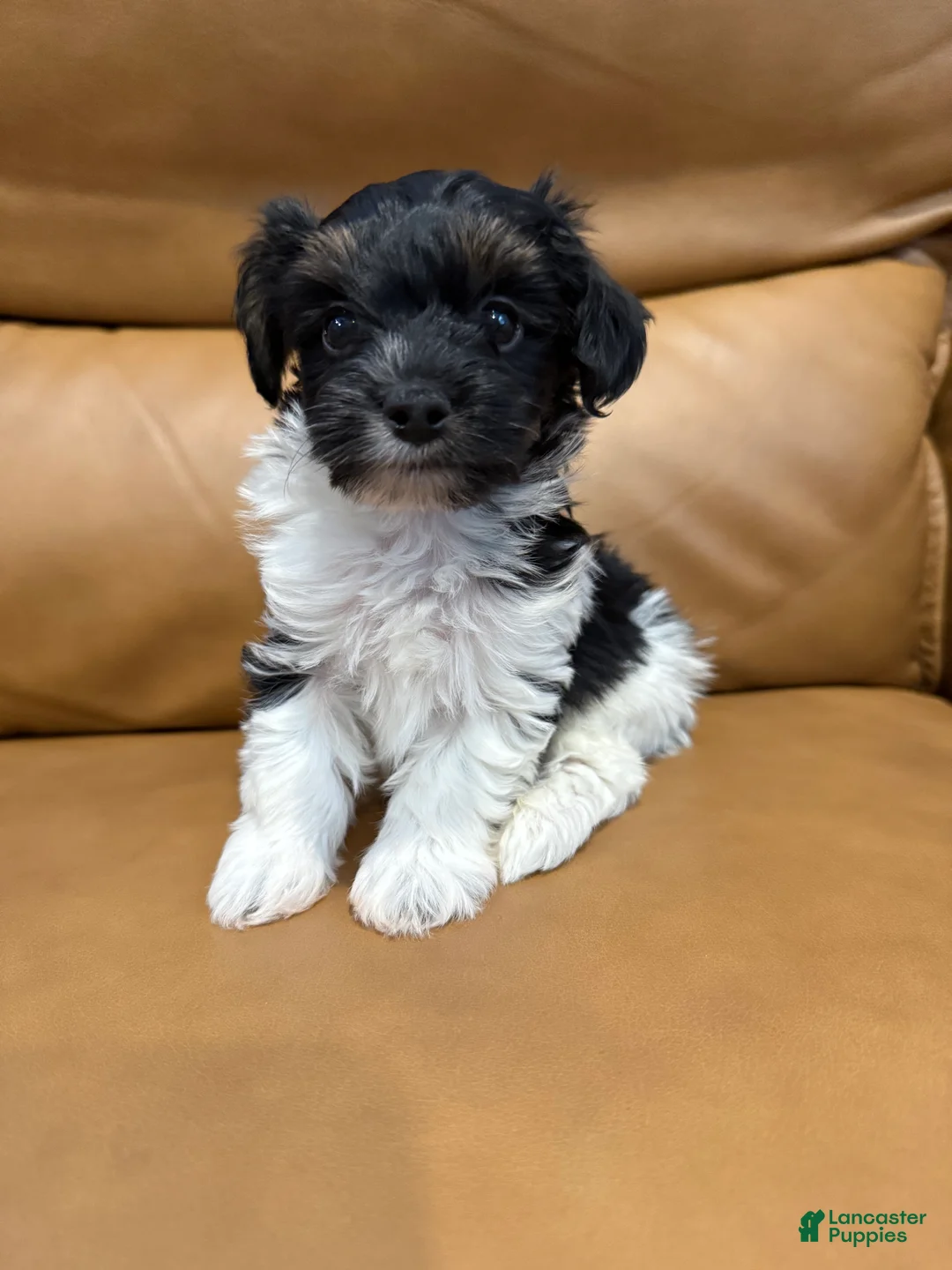 Yorkiepoo dogs for sale: CREED - Ad 2