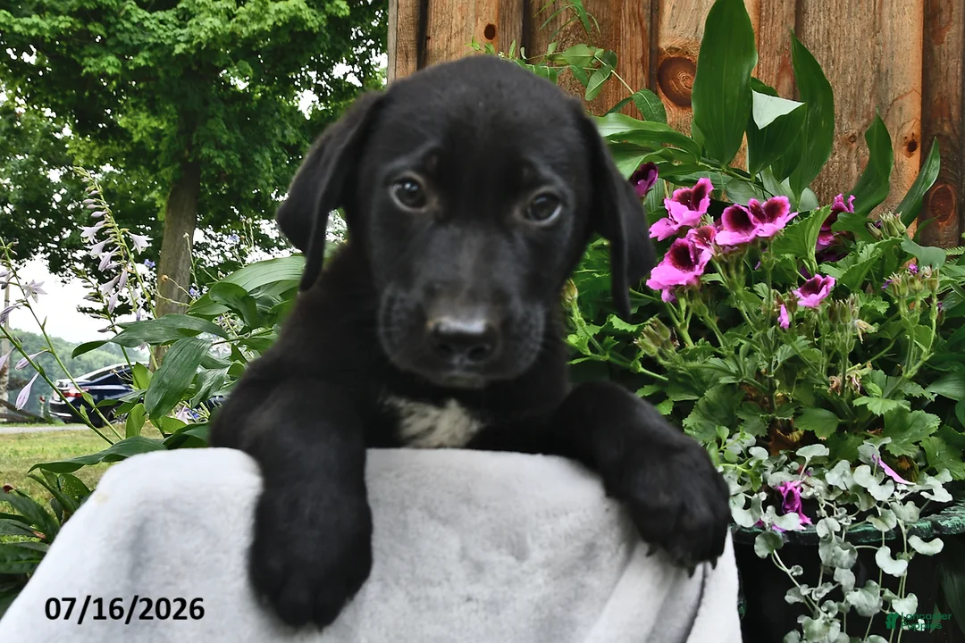 Sheprador dogs for sale: Dot  - Ad 2