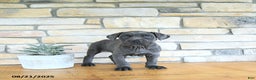 Cane Corso dogs for sale: Draco - Ad 2