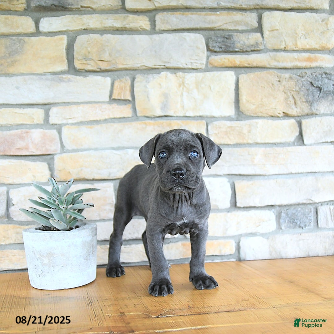Cane Corso dogs for sale: Draco - Ad 2