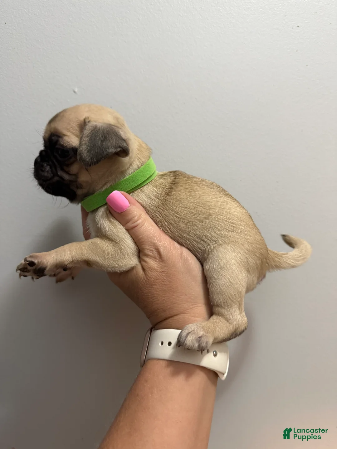 Pug dogs for sale: Green - Ad 2