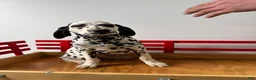Dalmatian dogs for sale: Talia - Ad 31
