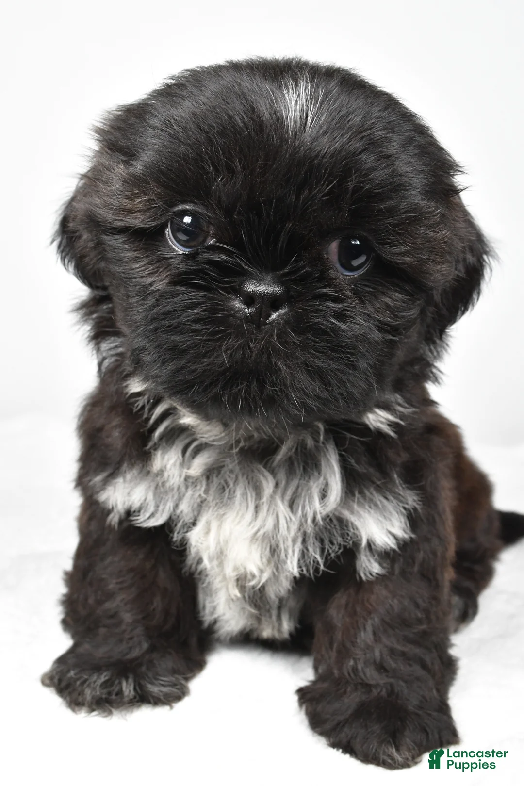 Shih Tzu dogs for sale: Sylis - Ad 7