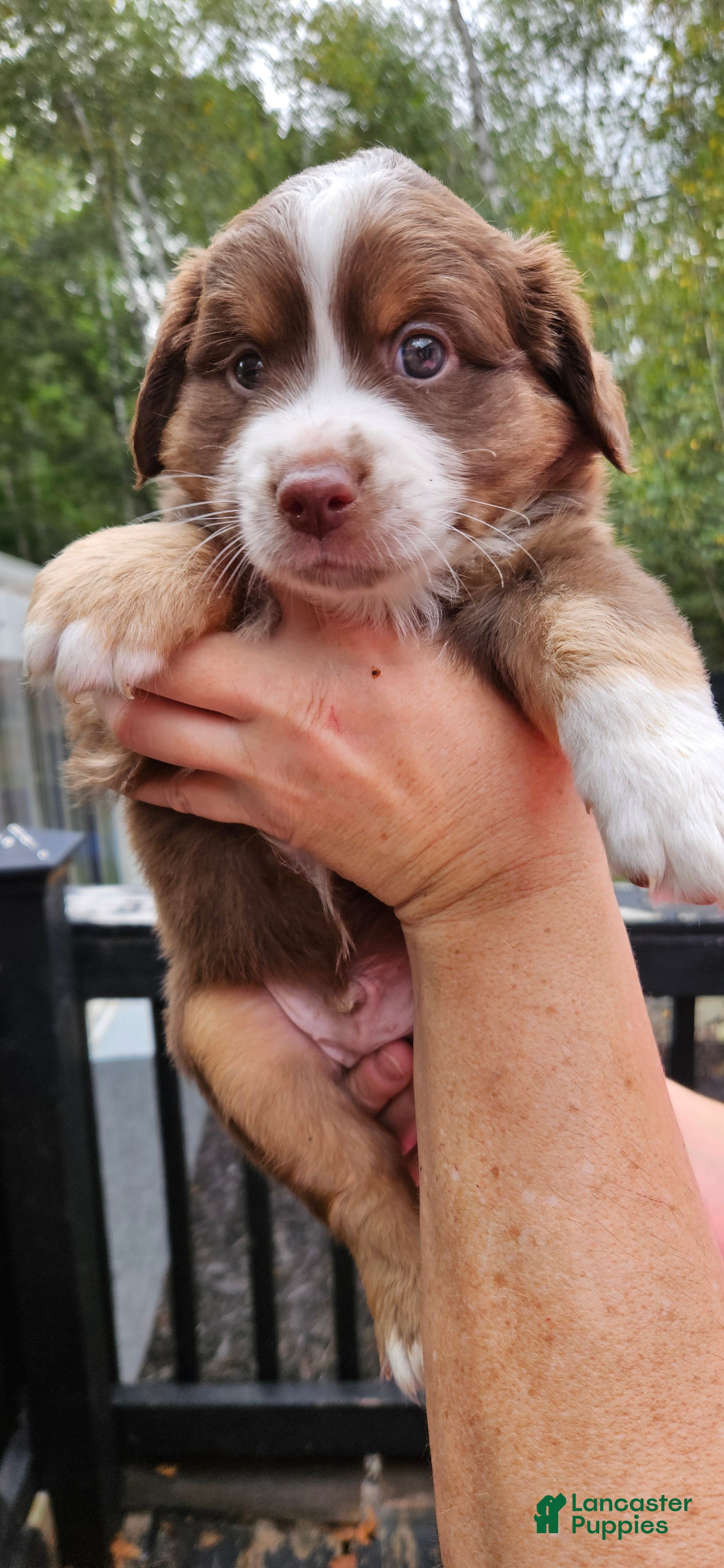 Miniature Australian Shepherd dogs Miniature Australian Shepherd 4 - Ad 14