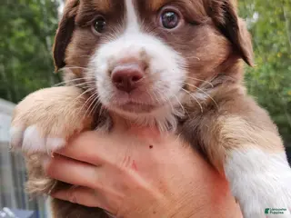 Miniature Australian Shepherd dogs Miniature Australian Shepherd 4 - Ad 11