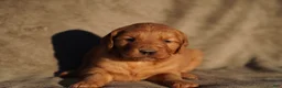 Golden Retriever dogs for sale: Bo - AKC, Genetically Clear - Ad 47