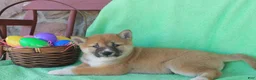 Shiba Inu dogs for sale: Moana - Ad 1