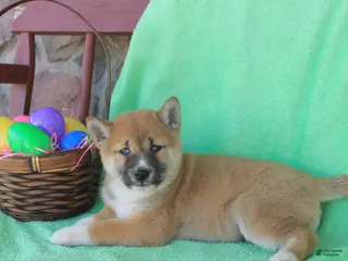 Shiba Inu dogs for sale: Moana - Ad 1