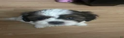 Shihpoo dogs for sale: Cherry - Ad 3